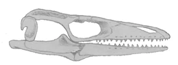 Opetiosaurus.jpg