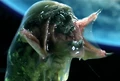 Predalien-1