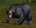 Elder Black Bear.jpg