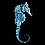 600px-SeahorseGlyph