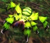 Webwood Spider