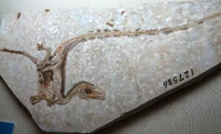 Sinosauropteryxfossil