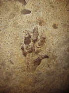 Cheirotherium prints 2
