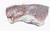Aelur tigriceps1DB.jpg