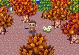 Autumn