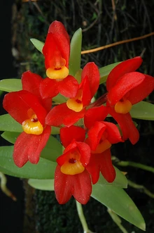 Fernandezia maculata