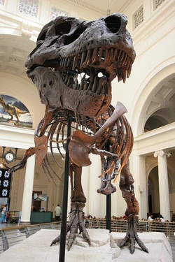 Sue (dinosaur)