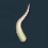 Flagelos.png