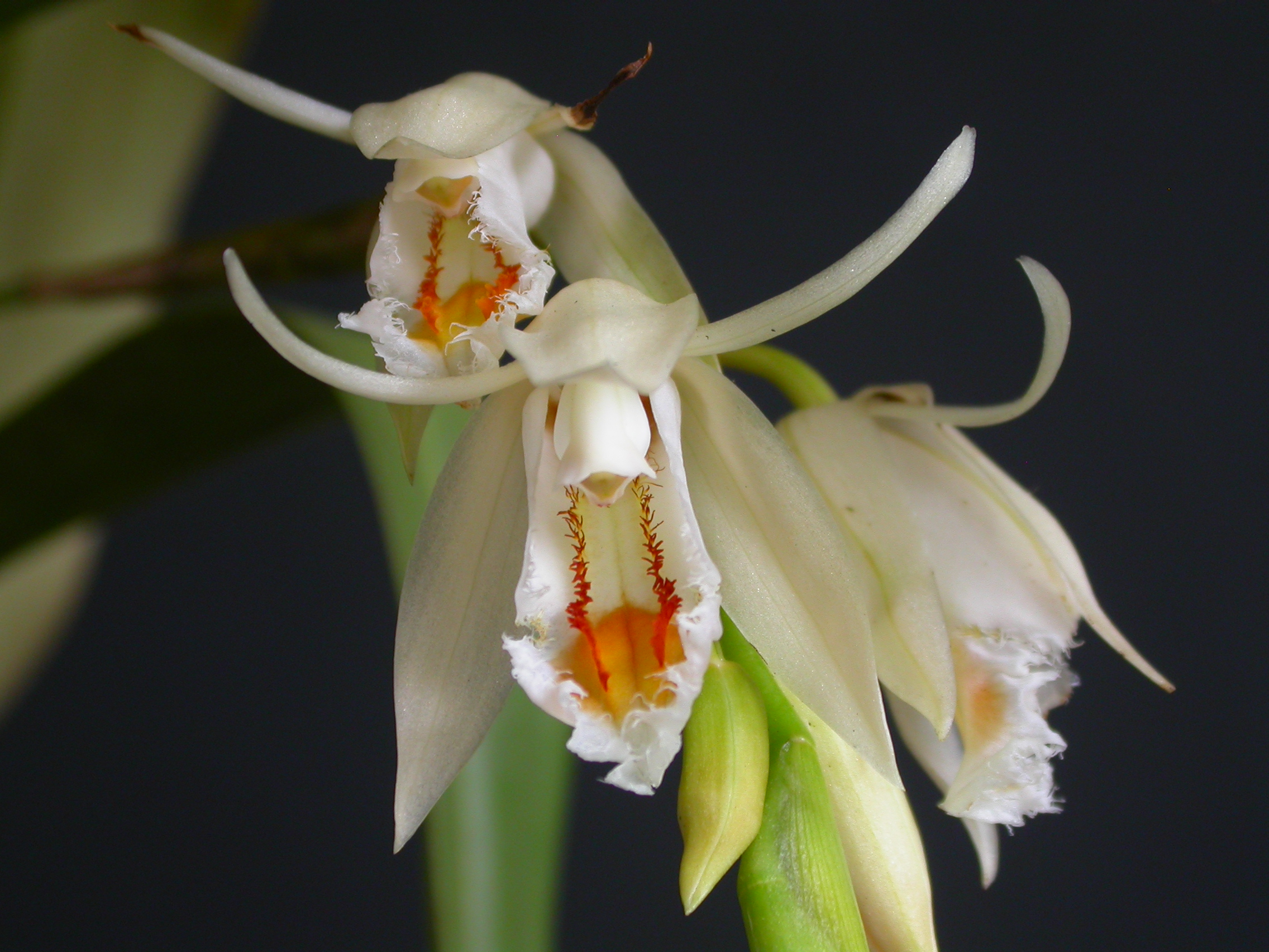 http://images4.wikia.nocookie.net/__cb20090504200414/orchids/en/images/a/a4/Coelogyne_calcicola.jpg