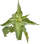 Ervadaninha