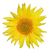 Tournesol.png