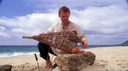 Redsnapperorredherring.jpg