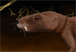 Trirachodon.jpg