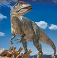 Allo.JPG