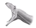 Allosaurus Jaws Steveoc86.jpg