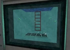 Leeches aquarium
