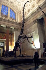 Barosaurus mount 1