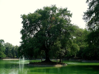 Tree of life.jpg