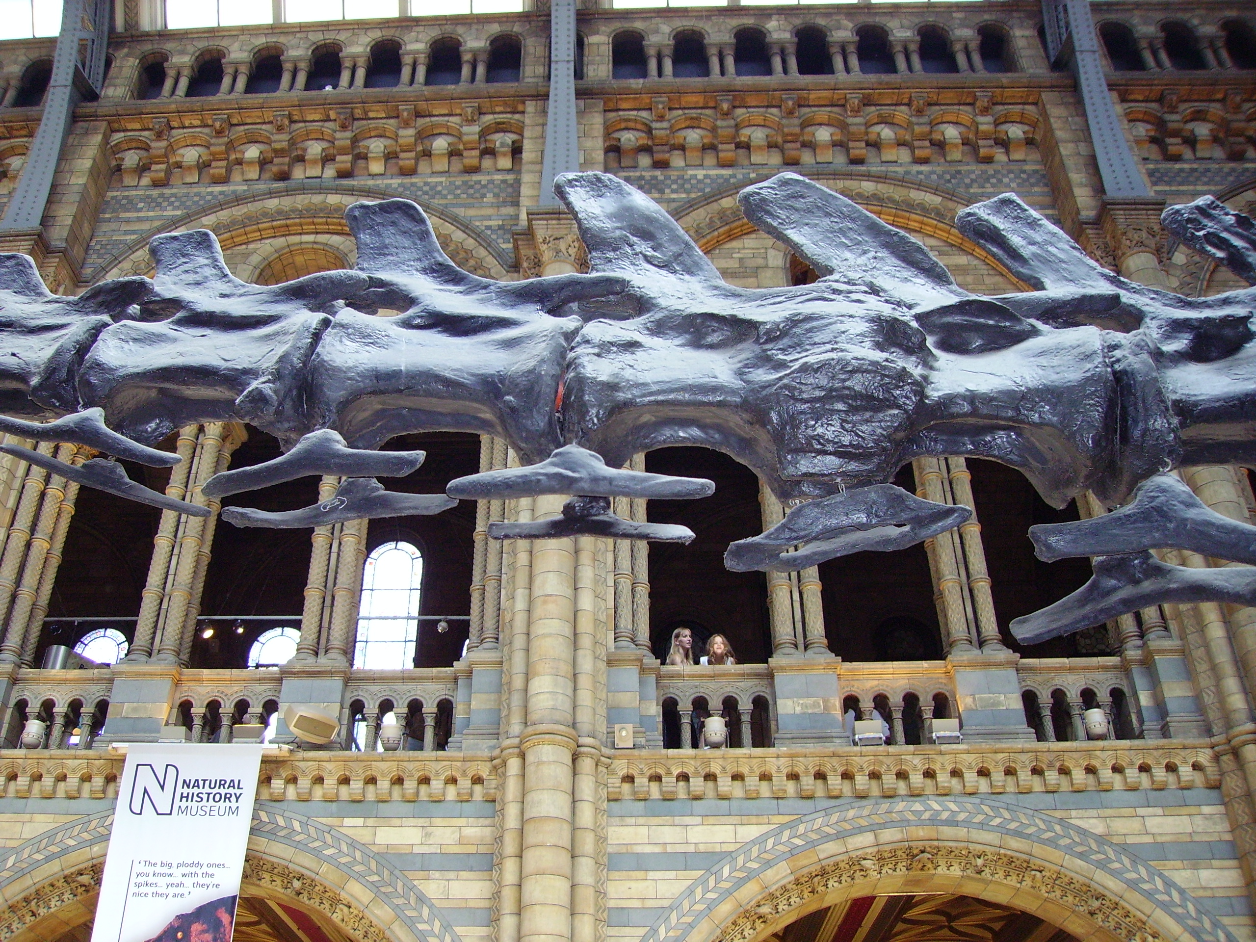 diplodocus nhm