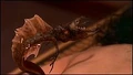 Simbionte Goa'uld.jpg