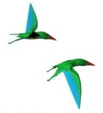 Nemicolopterus.jpg