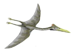 Hatzegopteryx BW.jpg