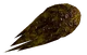 FO3PL wild punga fruit