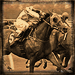 Standard 75x75 collect racehorse seabird 01
