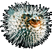 Standard 75x75 collect fish pufferfish 01