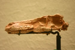 Saurornithoides mongoliensis