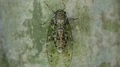 EveningCicada.jpg