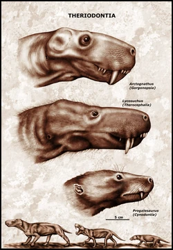 Theriodontia old.jpg