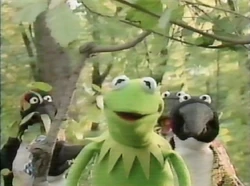 Nwf-penguins