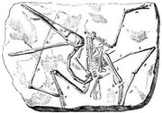 Pterodactylus antiquus 1888 Lydekker R