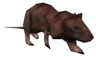 Big rat