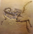 Compsognathus longipes cast2.jpg