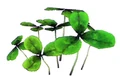Clover1.jpg