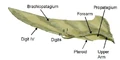 Pterosaur wing BW2.jpg