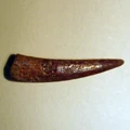 Pterosauria tooth 01.jpg