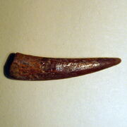 Pterosauria tooth 01