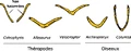 Furcula evolution3.png