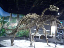 Bactrosaurus.JPG