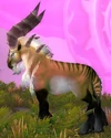 Talbuk Doe