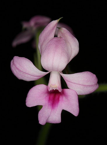 Calanthe Rubens