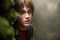 Harry hidingbehindbush.JPG