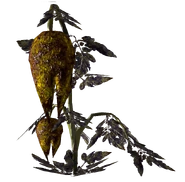Wild Punga