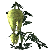 Punga fruit Plant