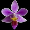 Phalaenopsis equestris thumb.jpg