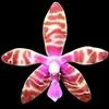 Phalaenopsis bastianii thumb.jpg