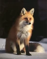 Fox.jpg